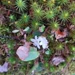 Epigaea repens Flower