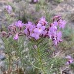 Campylanthus salsoloides Flor