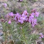 Campylanthus salsoloides Flower