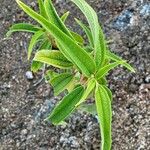 Boehmeria penduliflora Foglia