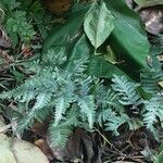 Athyrium niponicum Habitus