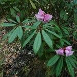 Rhododendron pachytrichum Συνήθη χαρακτηριστικά