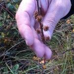 Betula humilisFruchs