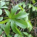 Merremia tuberosa Leaf