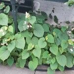 Begonia grandis Celota