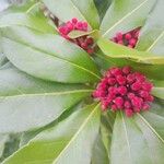 Pittosporum coccineum Flors