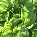 Hosta lancifolia ᱥᱟᱠᱟᱢ