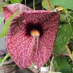 Aristolochia littoralis Fula
