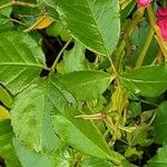 Rosa pendulina Hoja
