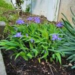Iris cristata Cvet