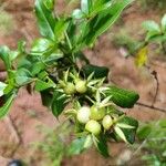 Leptactina arborescens Blatt