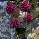 Allium porrum Floare