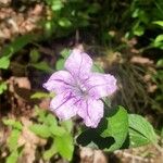 Ruellia pedunculata Flor