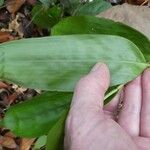 Guaduella oblonga Hoja