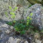 Potentilla alchimilloides Habit