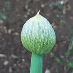 Allium cepa Kwiat