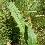 Crepis conyzifolia Folha