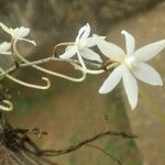Aerangis calantha Flower