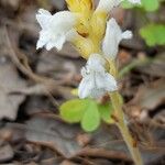 Orobanche nana Кветка