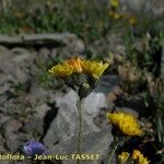 Pilosella corymbuloides Fula