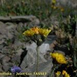 Pilosella corymbuloides Flower