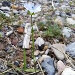 Linum tenuifolium Natur