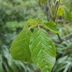 Handroanthus ochraceus Leaf