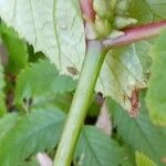 Begonia grandis Lubje