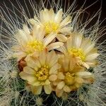 Pediocactus paradinei Flower