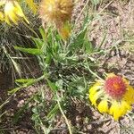 Gaillardia pinnatifida Lehti