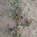 Neurada procumbens عادت