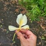 Hedychium flavescens Λουλούδι
