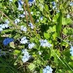Myosotis arvensis Fleur