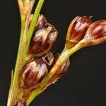 Juncus gerardi Fruit