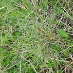 Festuca marginata Blatt