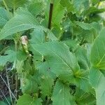 Silphium perfoliatum Folio