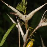 Vachellia cornigera Leht