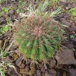 Melocactus intortus موطن