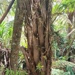 Cyathea glauca Bark