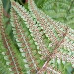 Dryopteris filix-mas Feuille