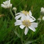 Achillea ptarmica Цвят