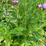 Aster tataricus Blatt