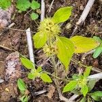 Galeopsis bifida Blatt