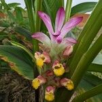 Curcuma zedoaria Flor