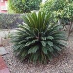 Cycas revolutaLeaf