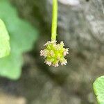 Bowlesia incana Flower