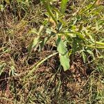 Hibiscus cannabinus Fuelha