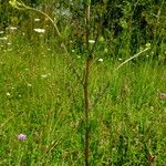 Jacobaea erucifolia Habitus