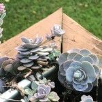 Sedum sieboldii Hoja