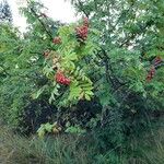 Sorbus aucupariaFruit